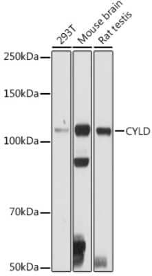 Western Blot: CYLD AntibodyBSA Free [NBP2-92436]